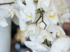 20150323_POP_23
